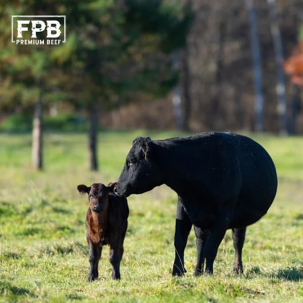 A cow nuzzling her calf on open pasture at a Florida Premium Beef ranch