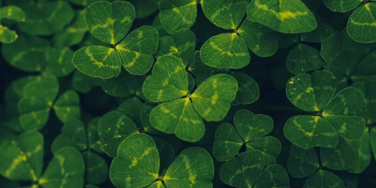 Close-up of green shamrock clover leaves